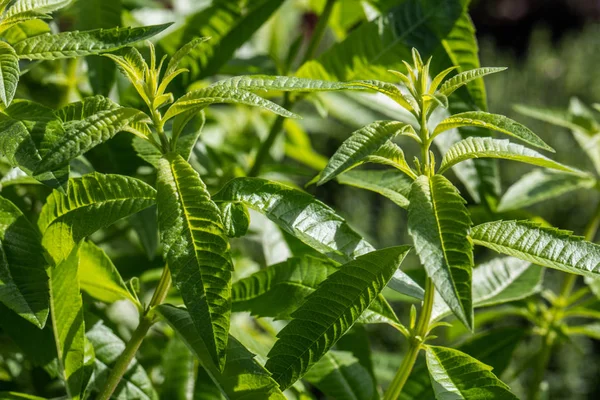 Ramitas de verbena limón para jardines aromáticos, luz del día soleada —  Fotos de Stock