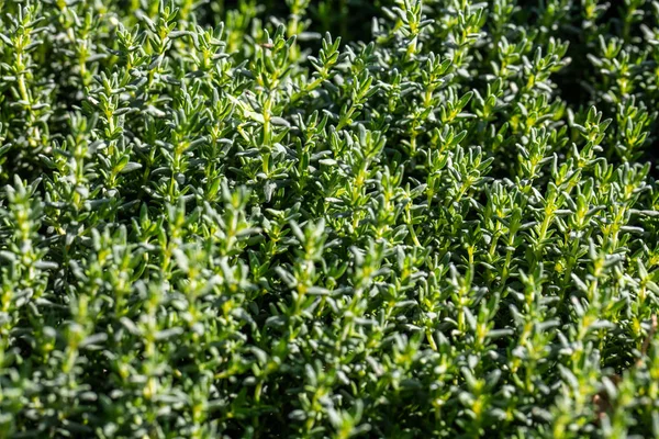 Primo piano di erba fresca del timo Vulgaris, foglie aromatiche aromatiche perenni aromatizzate — Foto Stock