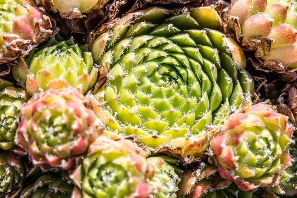 Primo piano del sedum succulento per una texture verde naturale — Foto Stock