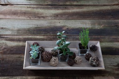 Yeşil sulu houseplants kapalı flora garden için yatay tepsisinde