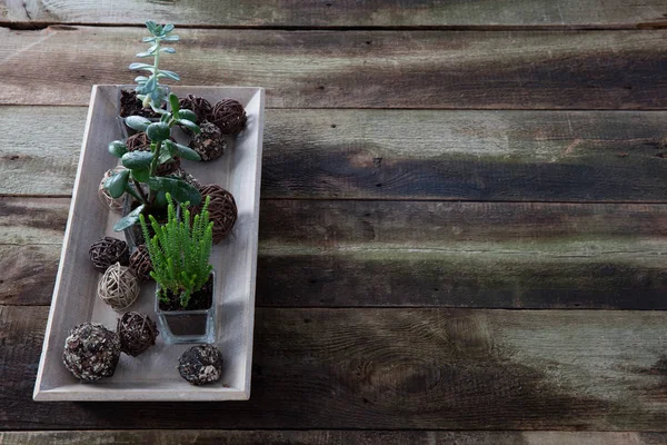 Plantas suculentas rústicas verdes en la mesa de madera retro, espacio de copia — Foto de Stock