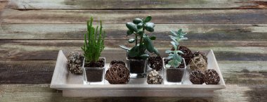 ahşap antika tablo çiçekçi kavramı için etli bitkiler