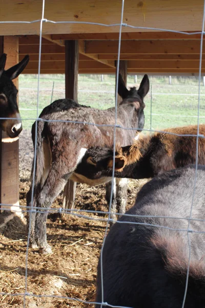 Grupo de burros pretos com uma mãe e bebê lactante — Fotografia de Stock