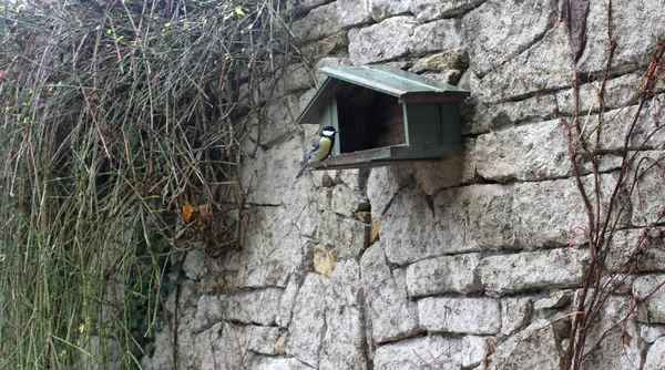 Black head and throat great tit on birdhouse in European winter — Stock Photo, Image