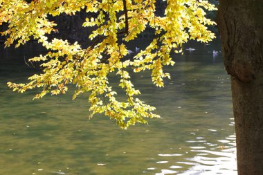 Nehirde güneşli yaprakların altında Kuşlar ve ağaç gövdesiyle