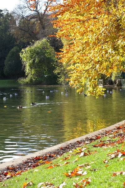 Городские птицы на городском озере с красивой осенней листвой деревьев — стоковое фото