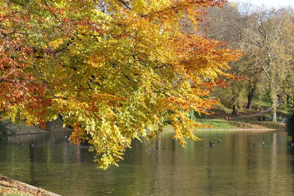 Автономне листяне озеро з красивими червоними осінніми деревами в парку — стокове фото
