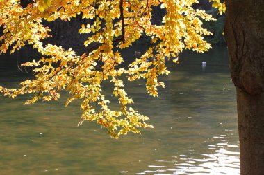 Göl kenarında güneşli kırmızı yaprakların altında, gövdesi sağ tarafta.
