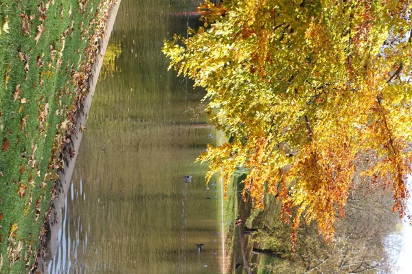 Zonnige herfst gebladerte van bomen, vogels op het water en mensen — Stockfoto