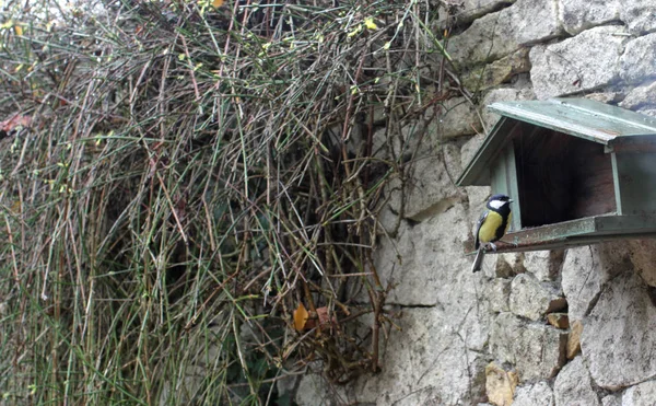 Nagy mell a madárház hátsó udvaron, Európai Parus Major madár — Stock Fotó