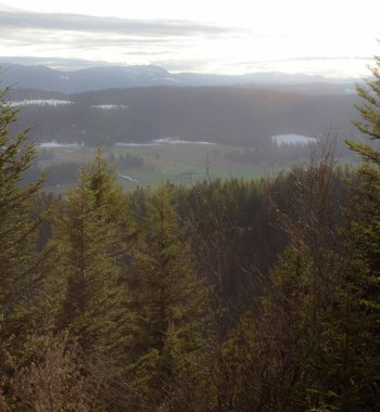Çam ve köknar ağaçları sisli yeşil vadinin üzerinde