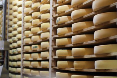 Profesyonel arıtma kontu peynir mahzeni ve Fransa 'nın özel robotu.