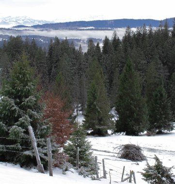 Doğal kış renk uyumu: Otlaklı, çitli, ağaçlı karlı kış