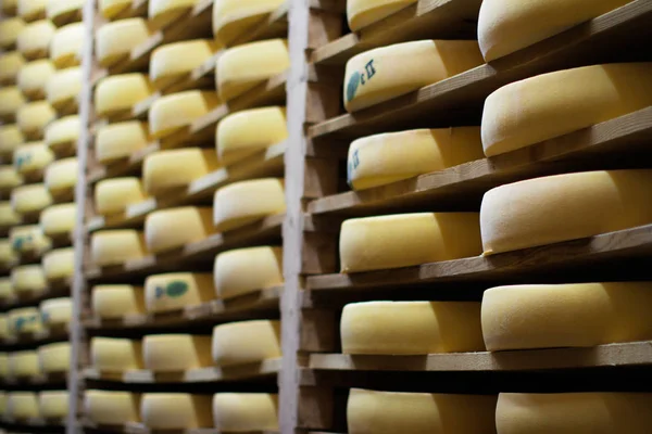 wooden shelves with alignment of aging cheese Comte wheels, France