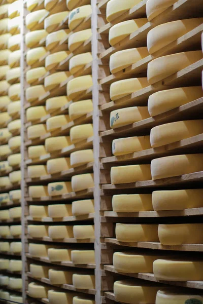 Refining and aging cheese cellar of French Comte wheels, France — ストック写真