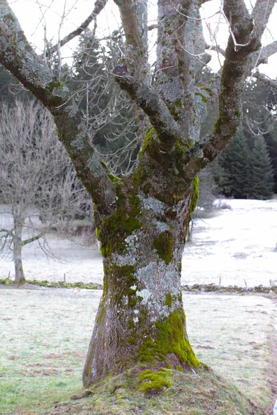 Solid strong tree covered with moss over winter tree background
