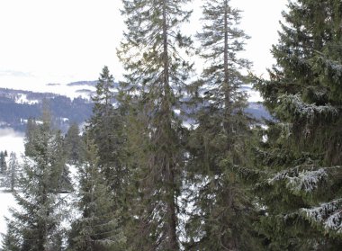 Donmuş köknar ağacı ve çam ağaçları, karlı dağların efendisi