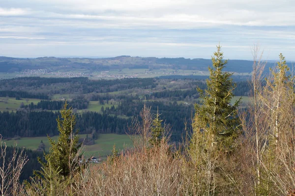 Mountain panorama with fir tree woods over Alps green valley — Stock Photo, Image