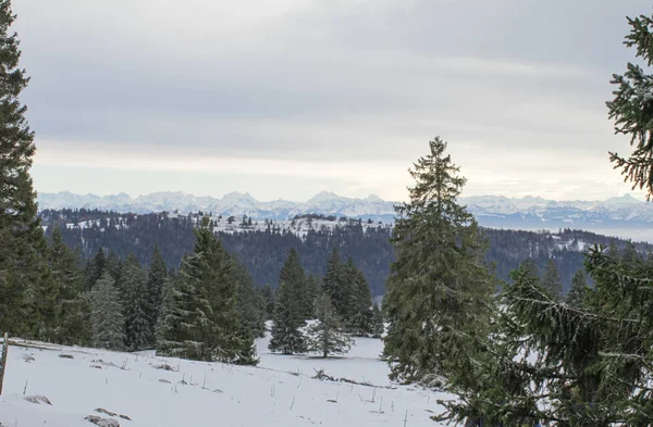 El poder de la montaña bajo la nieve con abetos de invierno —  Fotos de Stock