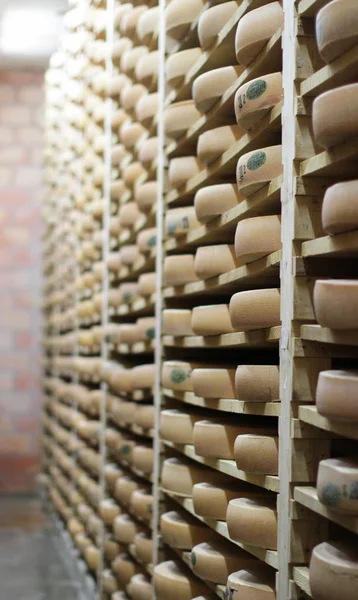 Leche de vaca típica francesa ruedas de queso Comte en la fabricación — Foto de Stock