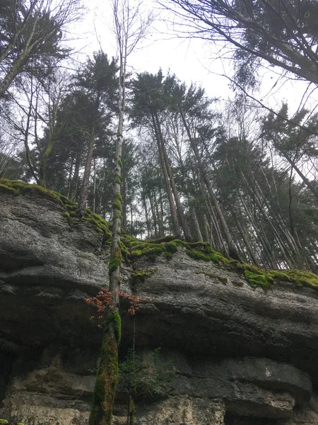 High up trees climbing to cloudy sky from limestone cliff — ストック写真