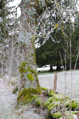 Mountain pathway covered with beautiful trees and moss in winter