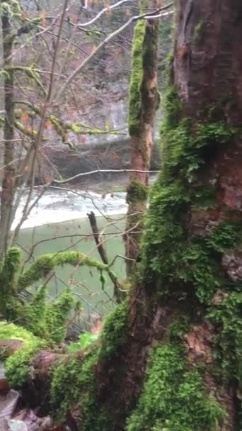 Video Nature Energy Poetic Mist Doubs River Winter Fern Mossy — Stok video