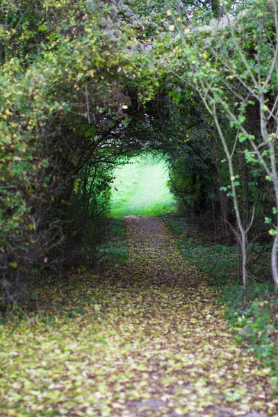 Natürlicher Grüner Tunnel Aus Bäumen Büschen Ästen Und Laub Als — Stockfoto