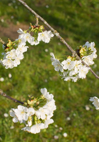 庭と自然の美しさのための春の背景に咲く桜の花 — ストック写真
