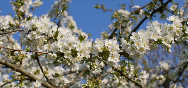 在阳光普照的蓝天上 白樱花枝条的特写象征春天的到来 植物的宁静 全景的横幅 — 图库照片