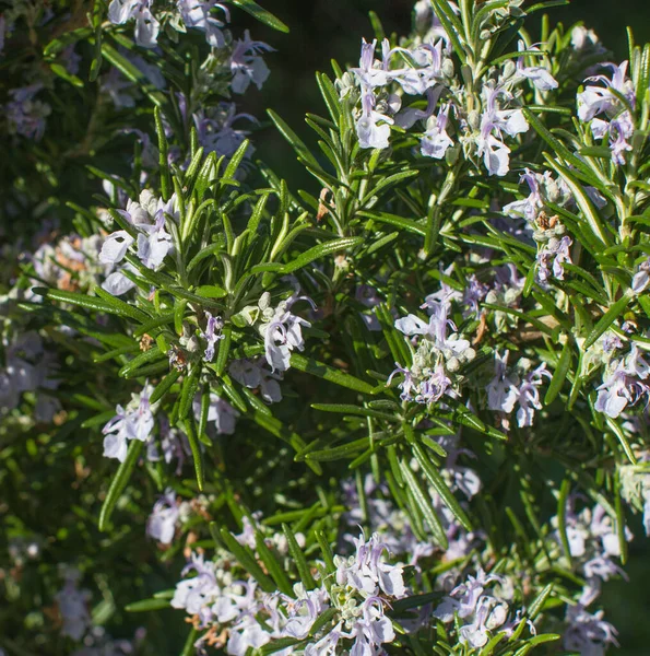 Macro Fiori Aromatici Melliferi Rosmarino Rosmarinus Officinalis Fioritura Pollini Giardinaggio — Foto Stock