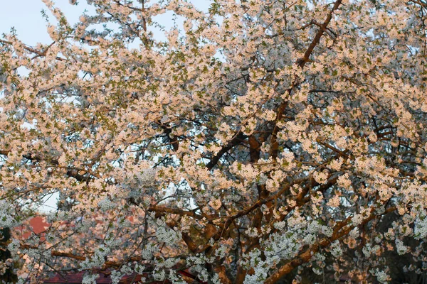 Big generous cherry tree blooming over pink evening light  for natural beauty and melliferous resources, outdoor