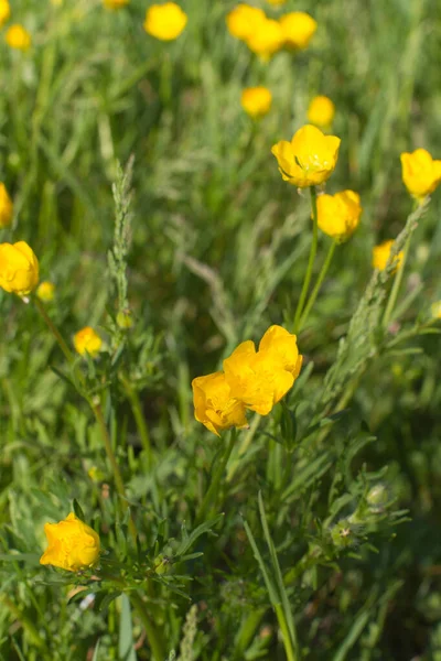 Macro of beautiful eco-friendly grass and buttercup flowers for organic springtime meadow in a springtime park, outdoors