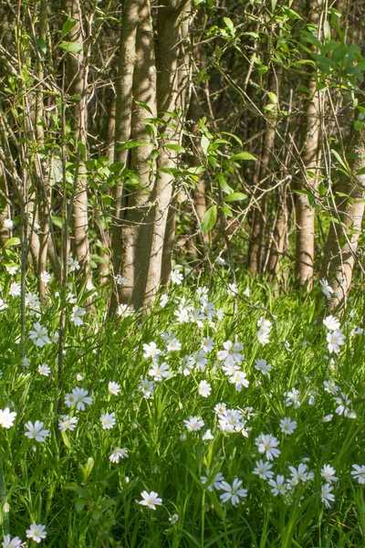 Wilde Bloemen Van Steenkruid Stellaria Holostea Met Grove Ondergrond Kleine — Stockfoto