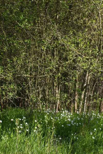 Vadvirágok Adderstmeat Erdők Biodiverzitás Gyönyörű Harmónia Fenntartható Rét Liget Szépség — Stock Fotó