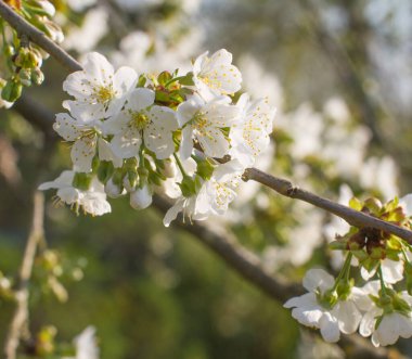 Doğal yumuşaklık ve saflık için ilkbahar yeşili arka planda açan kiraz çiçeği dalıyla dolu bir bahçe.