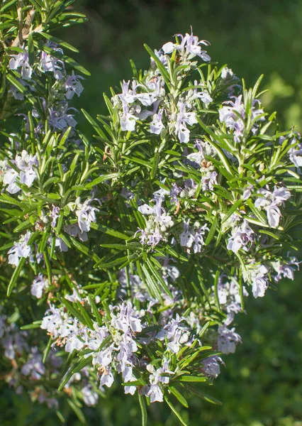 Perennial Aromatic Herbs Melliferous Flowers Rosemary Rosmarinus Officinalis Blooming Pollens — Stock Photo, Image