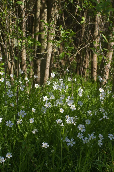 Belles Fleurs Sauvages Grandes Stitchworts Stellaria Holostea Avec Fond Bosquet — Photo