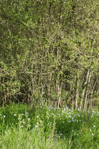 Wildblumen Von Adderstfleisch Und Hain Für Artenvielfalt Schöne Harmonie Nachhaltige — Stockfoto