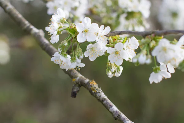 春に咲く桜の木自然と柔らかさの象徴をリラックスさせるためのぼやけた背景 — ストック写真