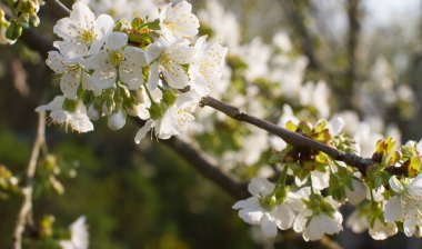 Doğal yumuşaklık ve çevre için bahar mevsiminde yeşil bir arka planda açan kiraz çiçeğinin panoramik dalları