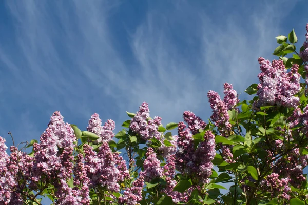 Foliage Purple Lilac Beautiful Blue Sky Light Clouds Inspiration Nature — Stock Photo, Image