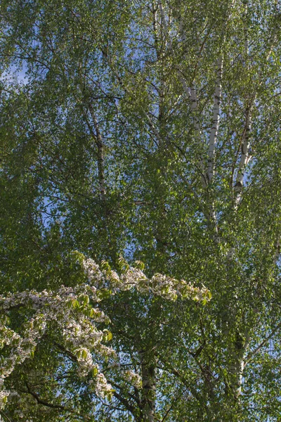 在后院或公园里 蓝天上的大而宽大的桦树 开着樱花枝条 以求得和平与环境 — 图库照片