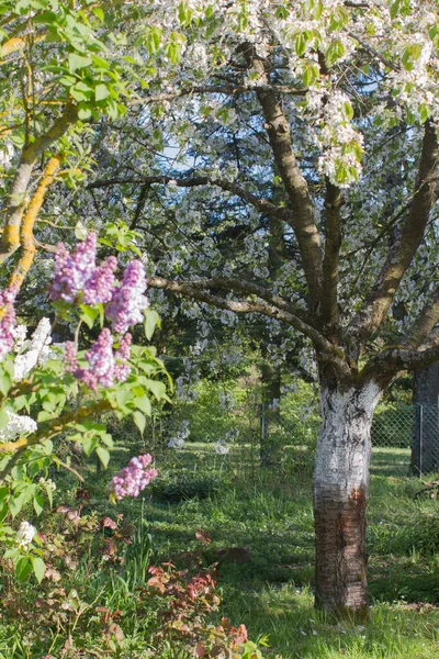 Романтичне Вишневе Квітуче Дерево Фіолетовим Бузковим Цвітінням Навесні Задньому Дворі — стокове фото