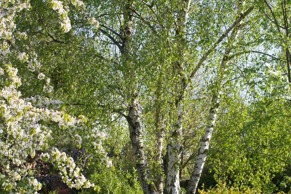 美丽大方的桦树和樱桃树在春天的时候在后院 花园或公园里自然美景 过敏花粉或宁静 — 图库照片