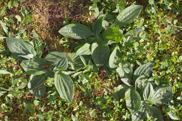 Ribwort Plantain Other Weed Wildflowers Grass Backyard Ecology Biodiversity Rich — Stock Photo, Image