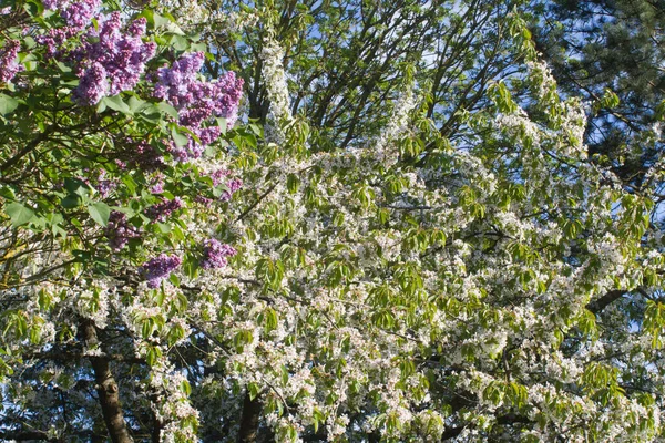 Großzügiger Kirschblütenbaum Mit Lila Flieder Frühling Einem Hinterhof Garten Oder — Stockfoto
