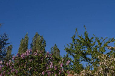 Doğanın iyimserliği ve gücü için çeşitli yeşilliklerin ve ağaçların tepesinde uçaklar ve bulutlar olmadan güneşli gökyüzü, covid-19 kilitlenirken, boşluğu kopyala