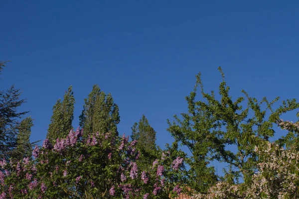 Tiszta Napfényes Kék Síkok Felhők Nélkül Tetején Különböző Lombozat Fák — Stock Fotó