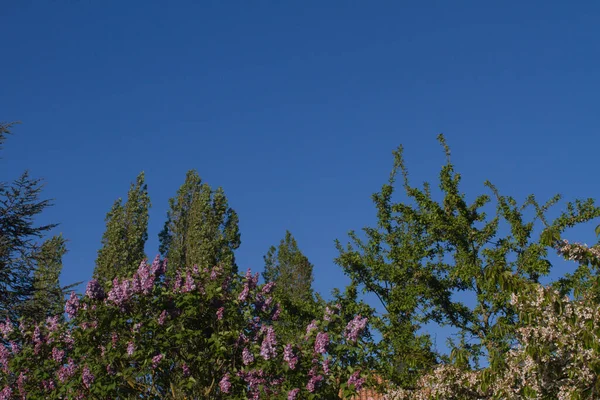 Clean Sunny Blue Sky Planes Nor Clouds Top Various Foliage — Stock Photo, Image